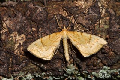 <i>Gandaritis pyraliata</i>