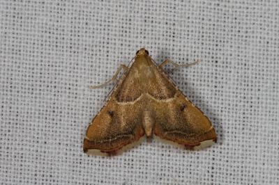 <i>Endotricha flammealis</i>