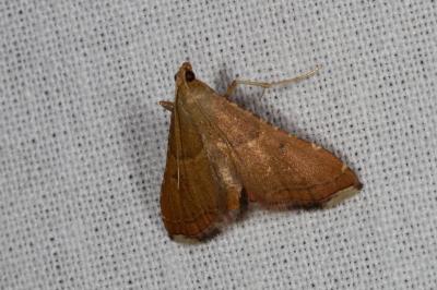 <i>Endotricha flammealis</i>