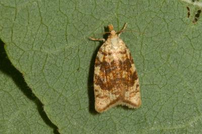 <i>Aleimma loeflingiana</i>