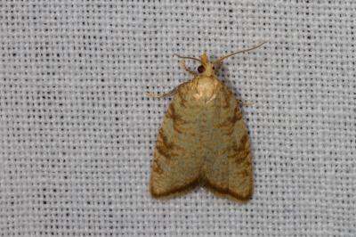 <i>Aleimma loeflingiana</i>