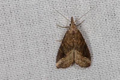 <i>Schrankia costaestrigalis</i>