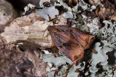 <i>Archips podana</i>