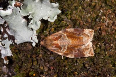 <i>Archips xylosteana</i>