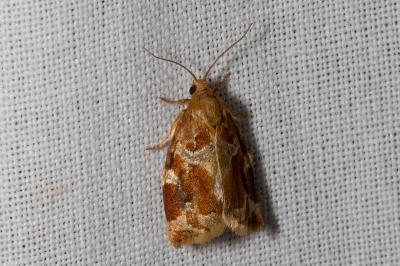 <i>Archips xylosteana</i>