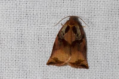 <i>Archips podana</i>