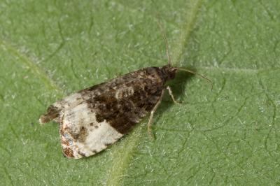 <i>Hedya pruniana</i>