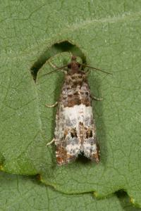 <i>Notocelia trimaculana</i>