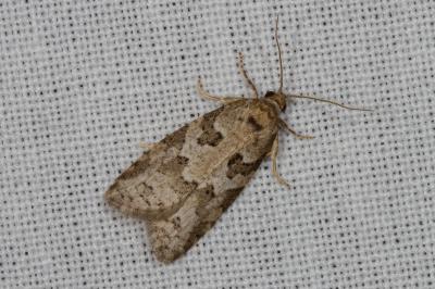 <i>Cnephasia</i>