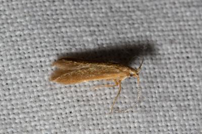 <i>Coleophora</i>