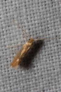 <i>Phyllonorycter quercifoliella</i>