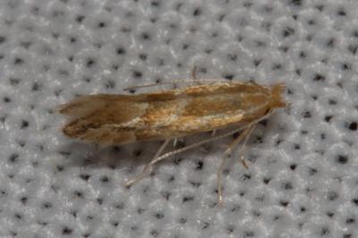 <i>Phyllonorycter</i>