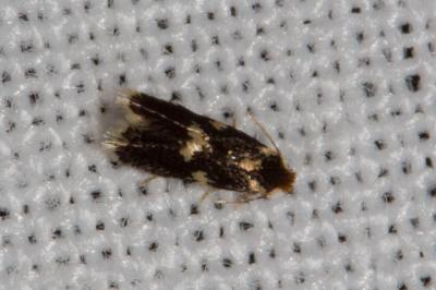 <i>Ectoedemia heringi/subbimaculella</i>