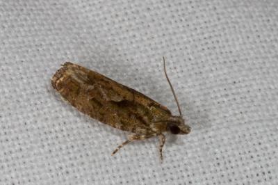 <i>Zeiraphera isertana</i>