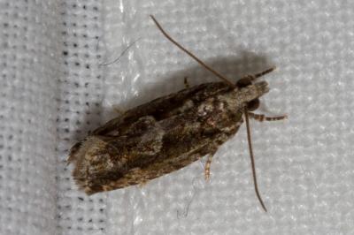 <i>Zeiraphera isertana</i>