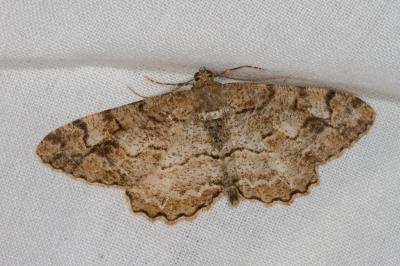 <i>Paradarisa consonaria</i>