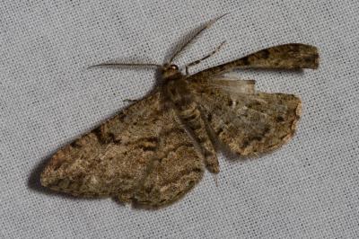 <i>Peribatodes rhomboidaria</i>