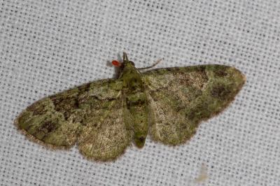 <i>Pasiphila rectangulata</i>