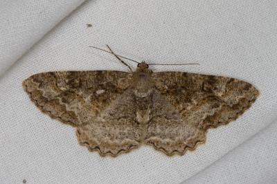 <i>Alcis repandata</i>