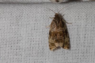<i>Celypha cespitana</i>
