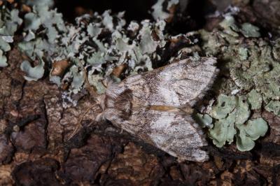 <i>Drymonia dodonaea</i>