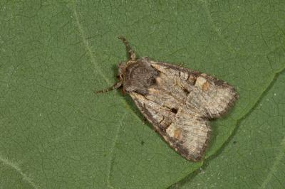 <i>Brachylomia viminalis</i>