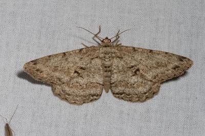 <i>Hypomecis roboraria</i>
