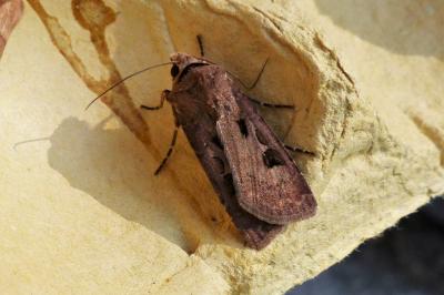 <i>Agrotis exclamationis</i>