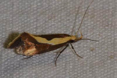 <i>Harpella forficella</i>