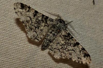 <i>Biston betularia</i>