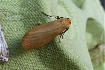 <i>Wittia sororcula</i>