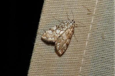 <i>Elophila nymphaeata</i>