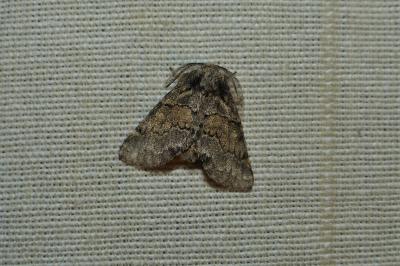 <i>Gluphisia crenata</i>
