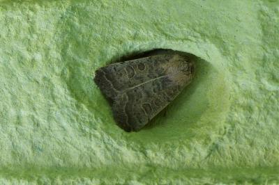 <i>Hoplodrina</i>