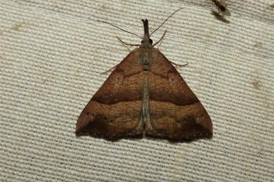<i>Hypena proboscidalis</i>