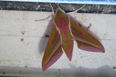 <i>Deilephila elpenor</i>
