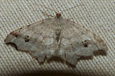 <i>Macaria alternata</i>