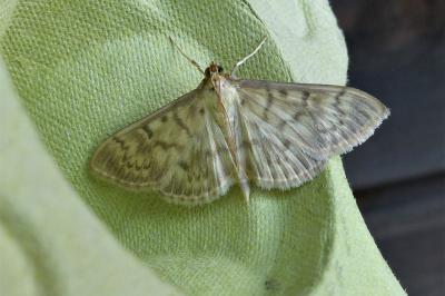 <i>Patania ruralis</i>