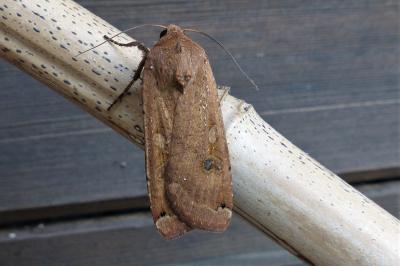 <i>Noctua pronuba</i>