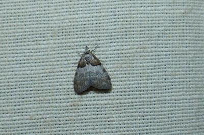 <i>Nola cucullatella</i>