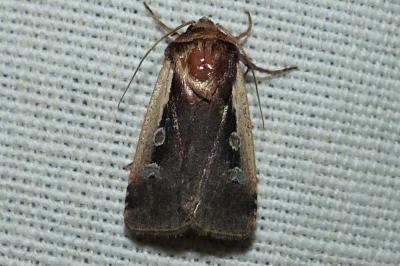 <i>Ochropleura plecta</i>