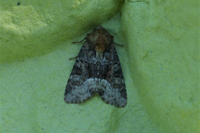 <i>Oligia strigilis</i>
