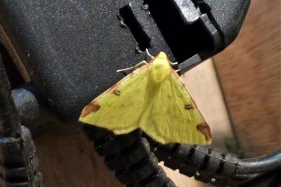 <i>Opisthograptis luteolata</i>