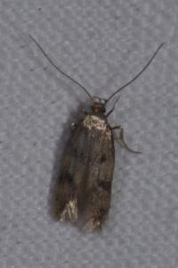 <i>Borkhausenia nefrax</i>