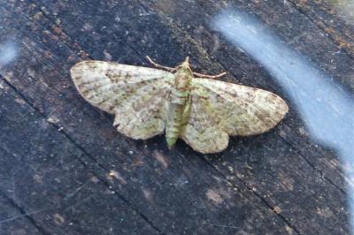 <i>Pasiphila rectangulata</i>