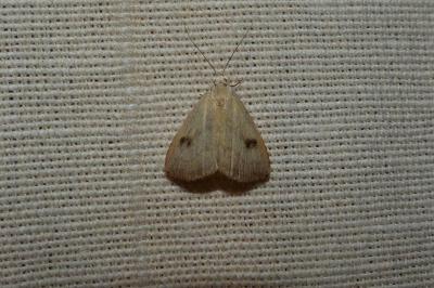 <i>Rivula sericealis</i>