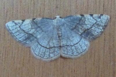 <i>Stegania trimaculata</i>