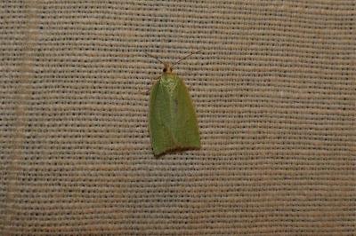 <i>Tortrix viridana</i>