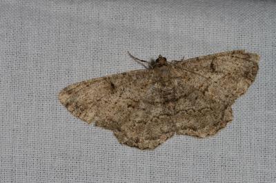 <i>Peribatodes rhomboidaria</i>