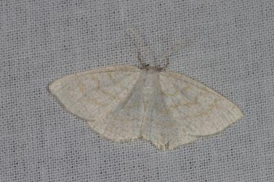 <i>Cabera exanthemata</i>